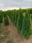 Plante ornamentale tuia leylandii smarald măslini
