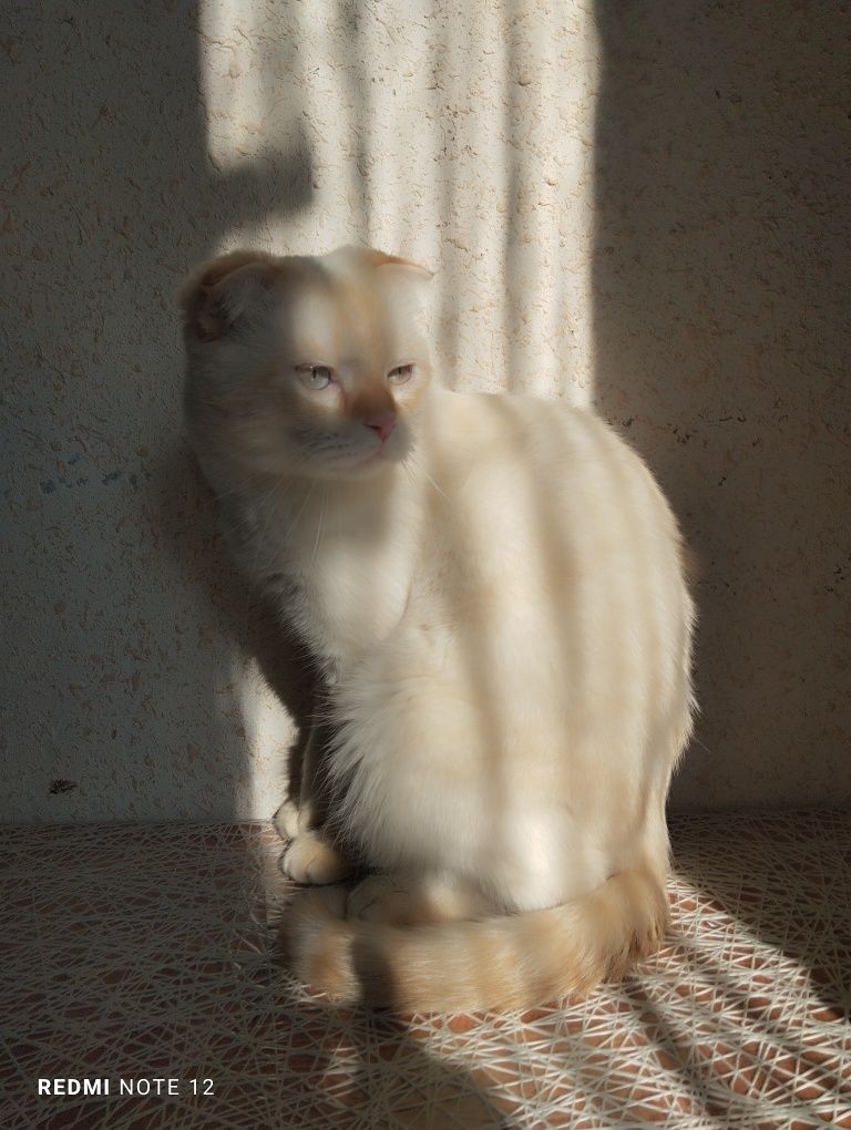 Scottish fold cat
