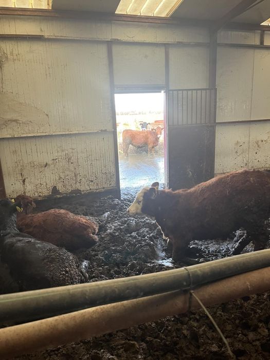 Продавам месодайни крави и телета