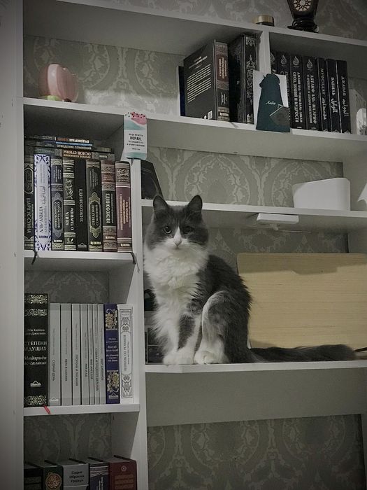 Вязка мой кот 7месяц