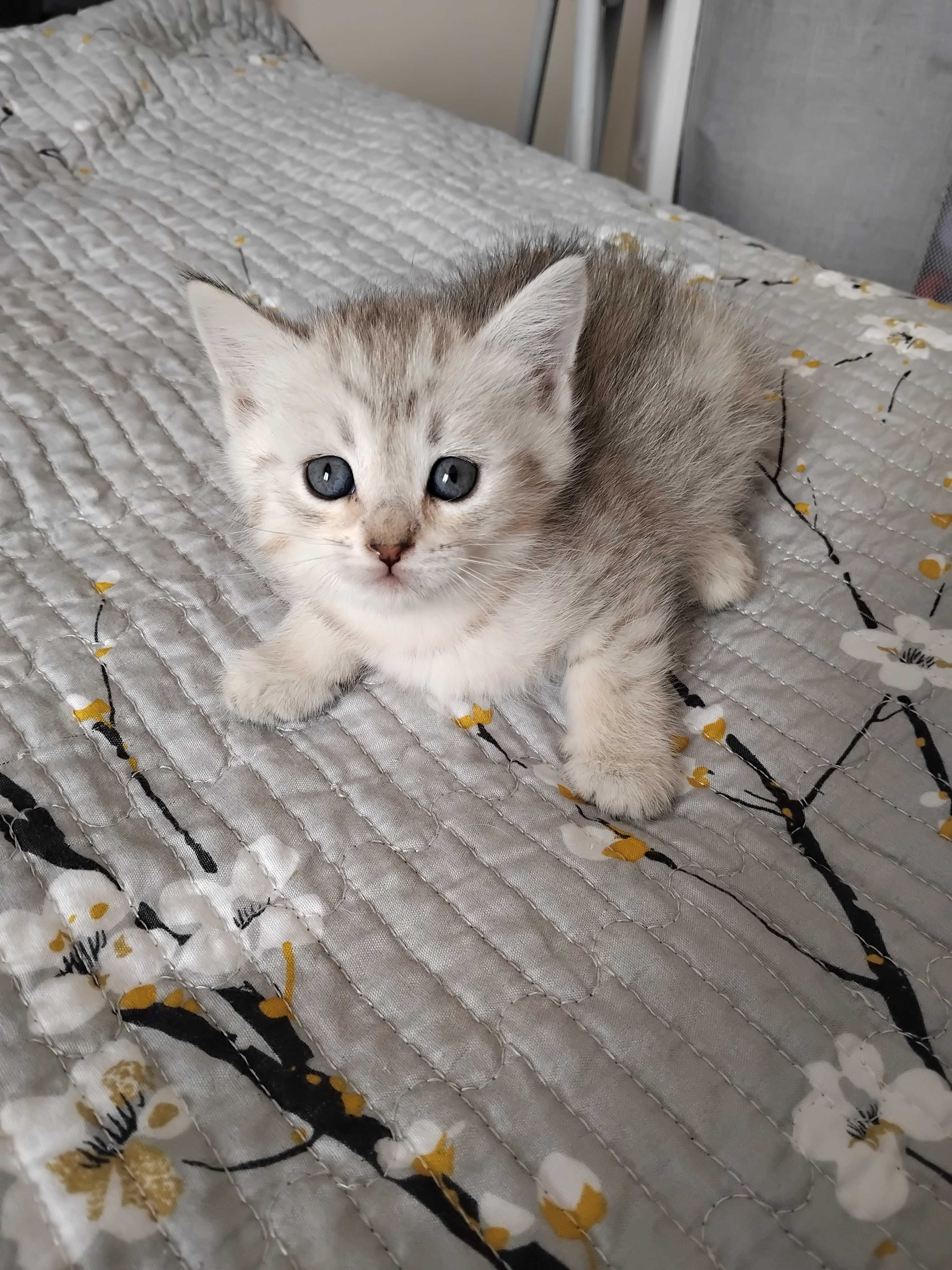 Продаётся породистые котят