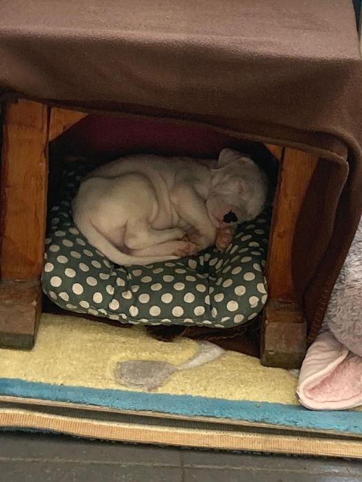 Vand pui dogo argentino cu pedigree
