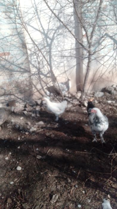 куры , петухи июньские