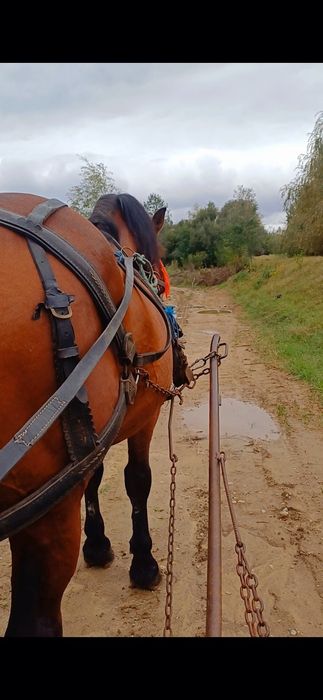 De vânzare cal castrat!