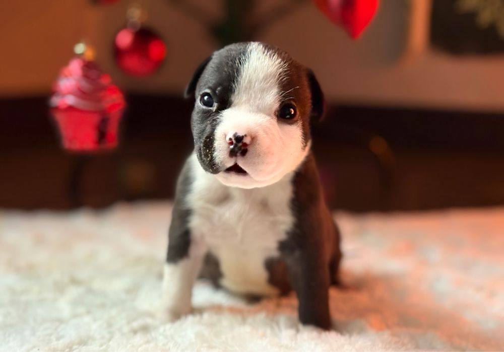 Mascul American Bully