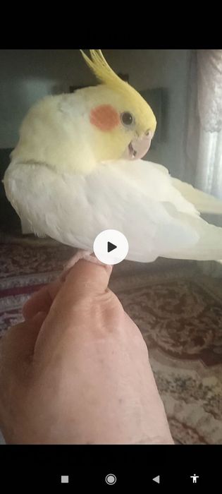 Птица попугай карелла жёлтый белый. Ручной. 5метр жойда Бир пара