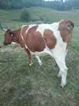 Vaca de vânzare !