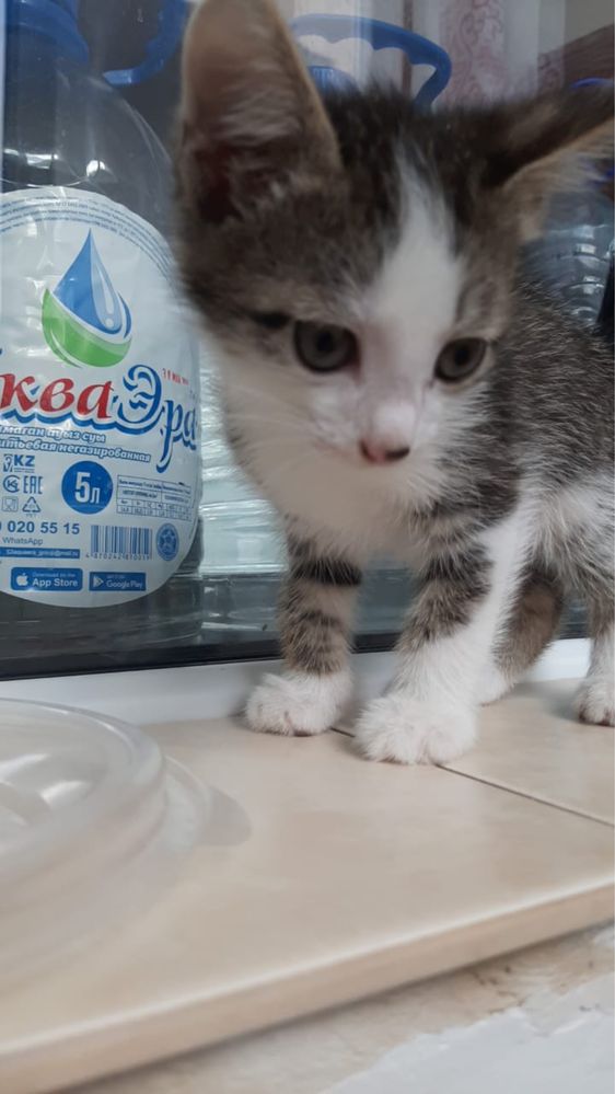 Домашние котята