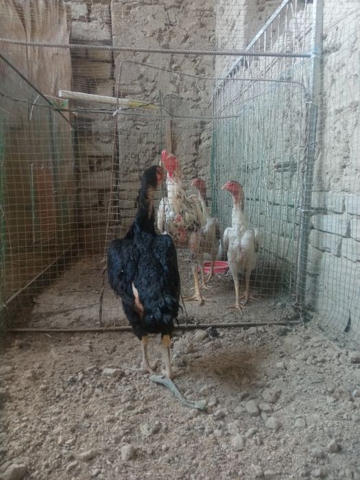 Barakasini bersin