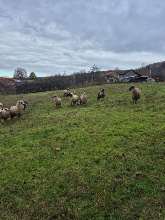 Vând oi breze ,oacheșe ,bucălai