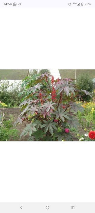 Клещевина семена