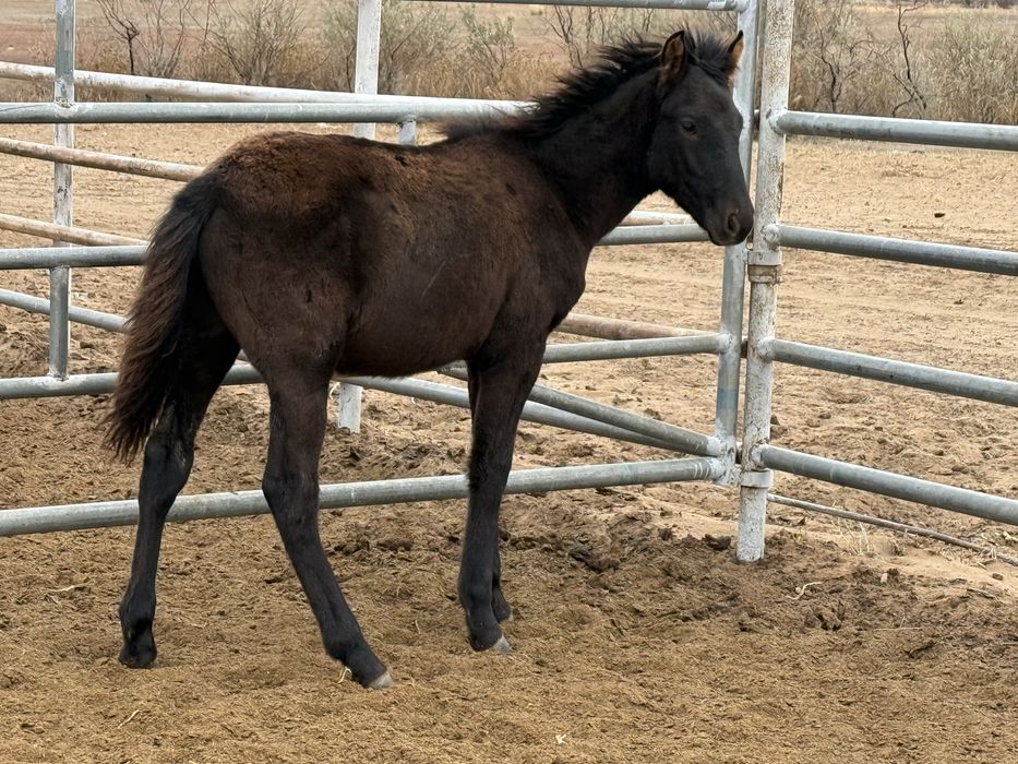 Жабағы құлын жеребята