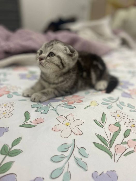 Шотландская вислоухая кошка