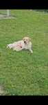 Labrador Retriver- femela pui