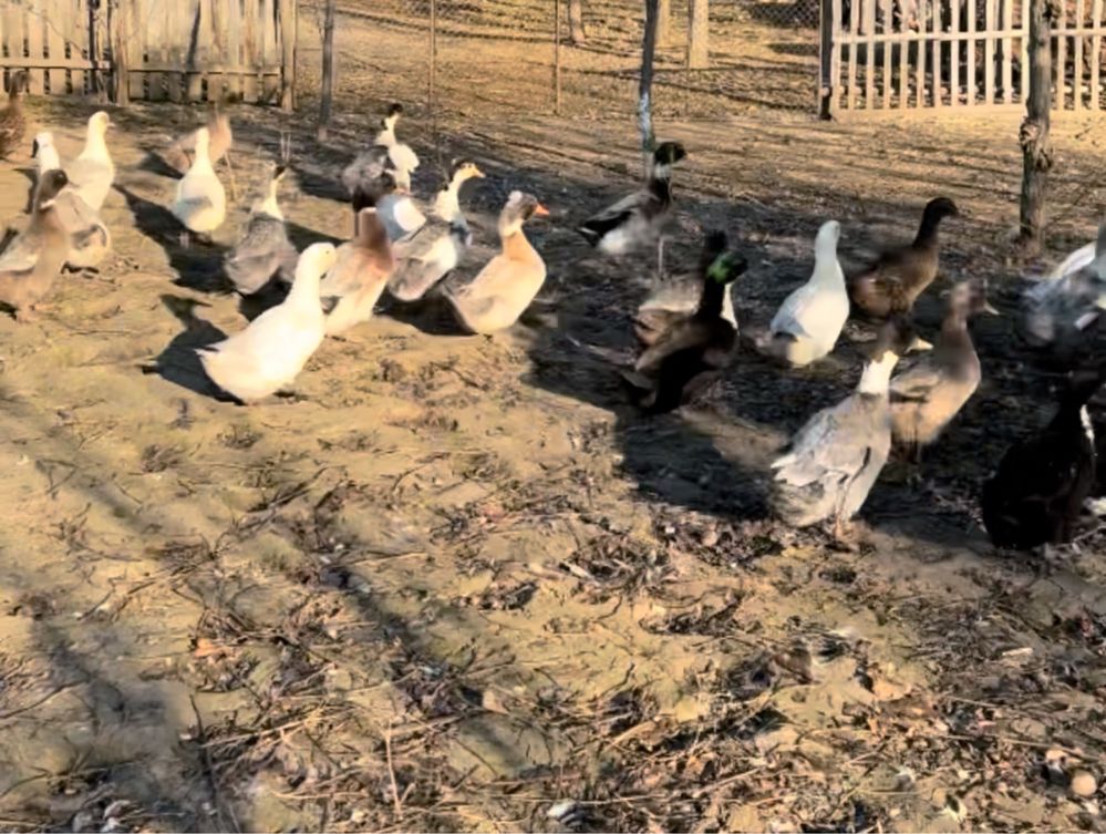Rate pekin de vanzare