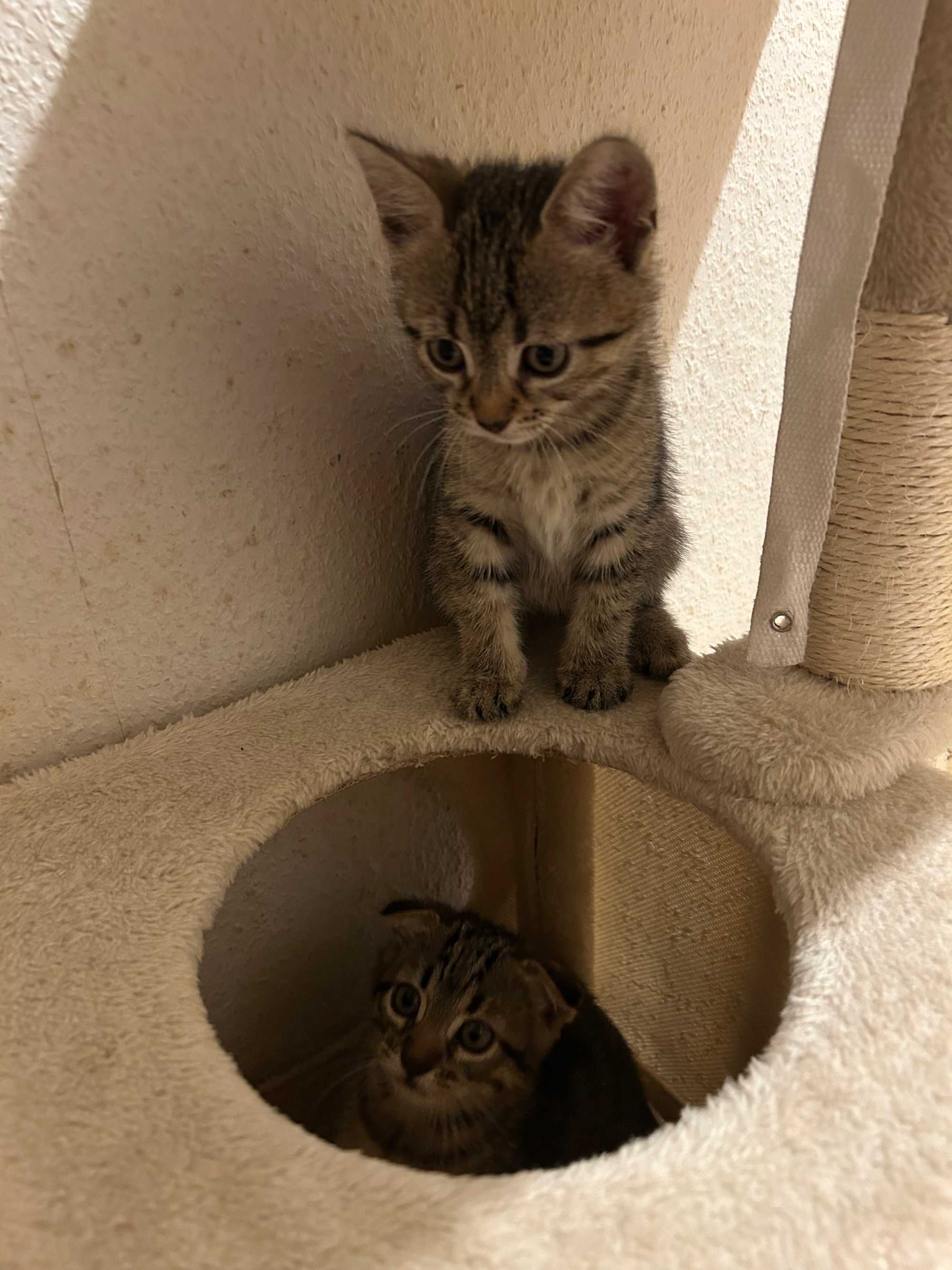 Шотландски клепоухи котета