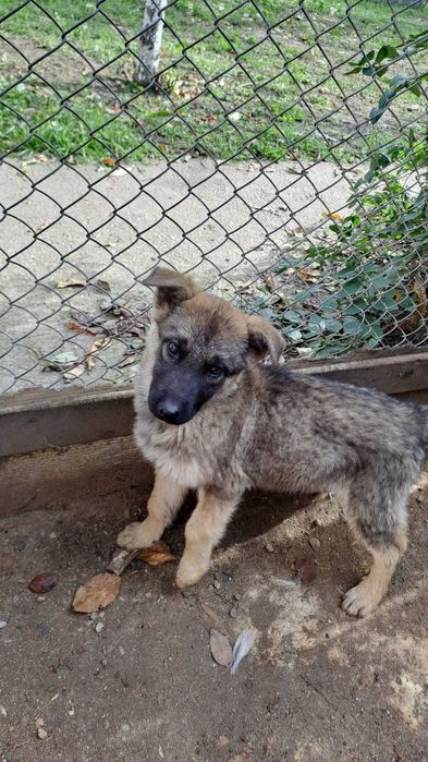 Donez catelusa ciobănesc german 3 luni jumate