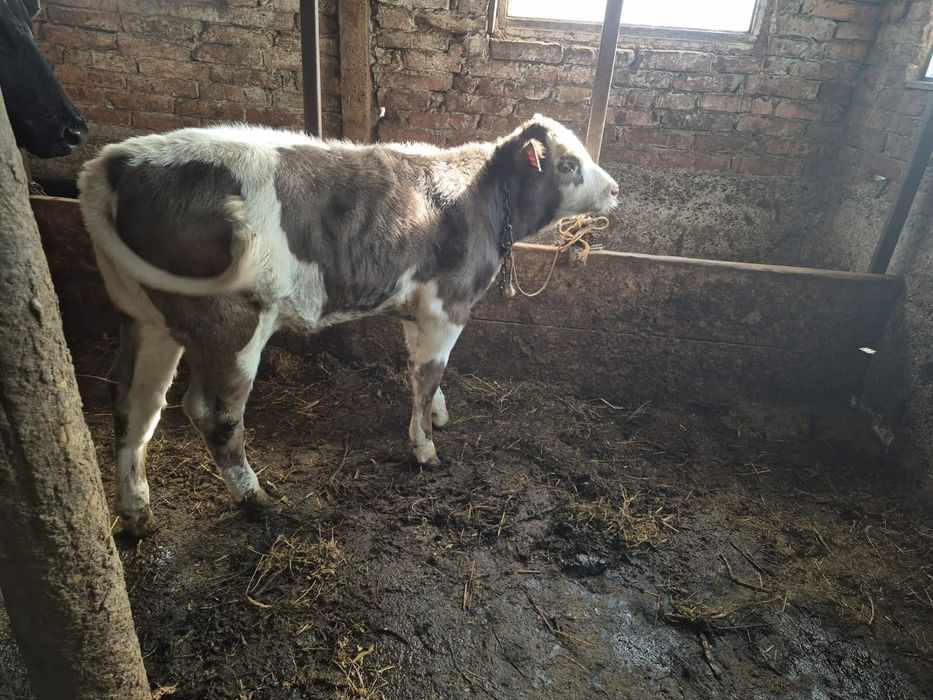 Vând vițeaua bălțată românească