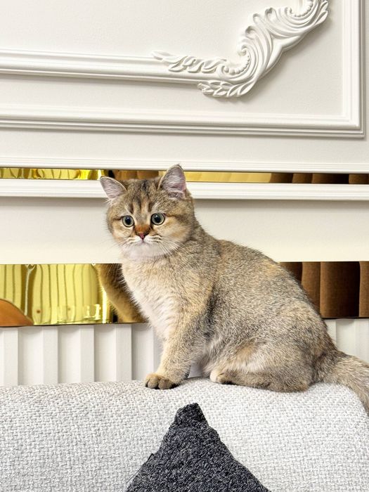 Srochna sotiladi 4oylik