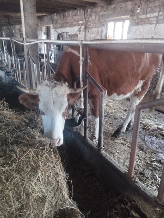 Vând juninca bălțată românească