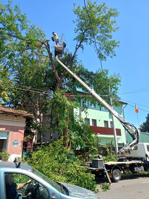 Taiere toaletare copaci cu alpinisti oferim mentenanță
