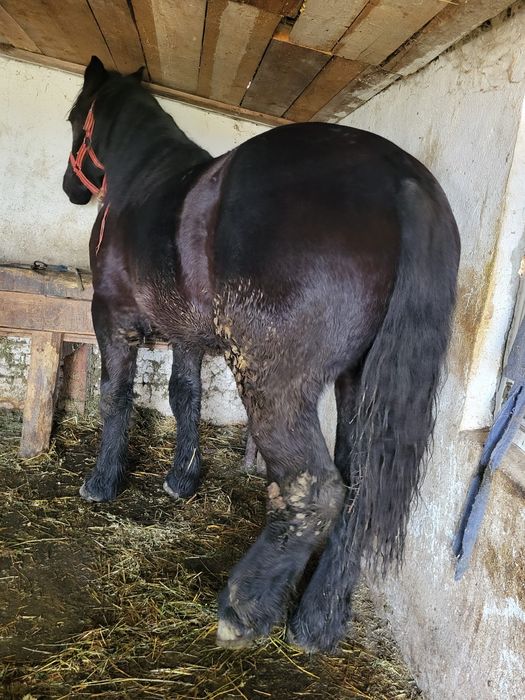 Vând sau schimb mânz de 1 și 8 luni 180 la greben 750 greutate