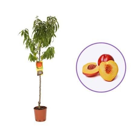 Nectarini Venus la ghiveci