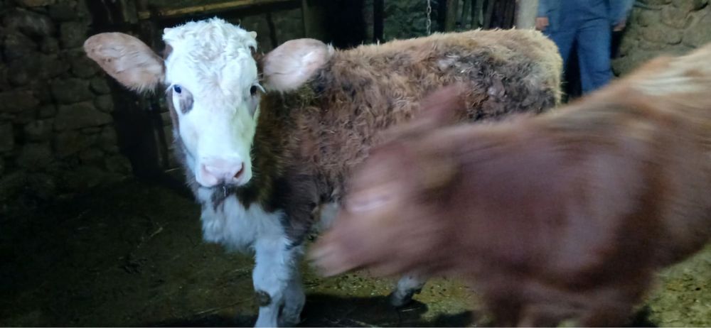 Продавам мъжки телета