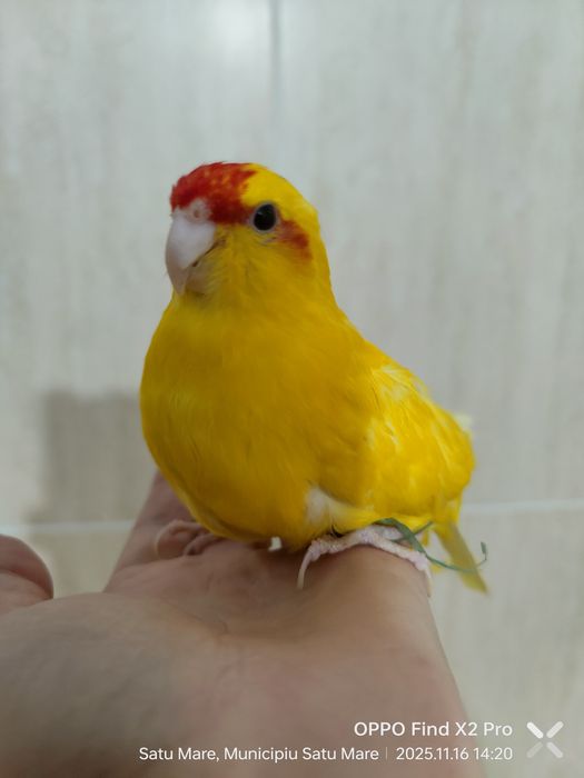 Pereche Kakariki pe oua cu colivie, cuib, accesorii, hrana