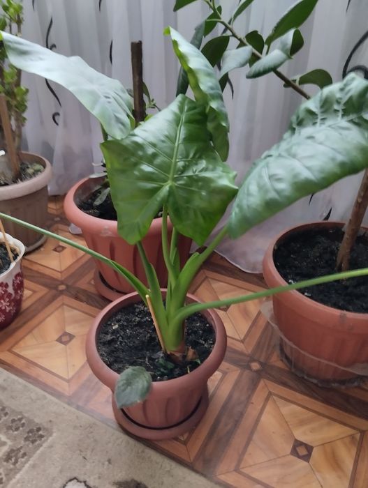 Продам цветок АЛОКАЗИЮ