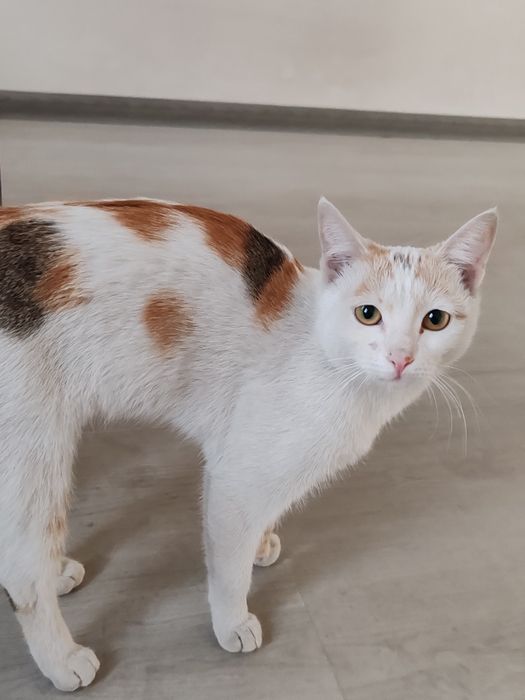 Mushuk beramiz yaxsh qollarga