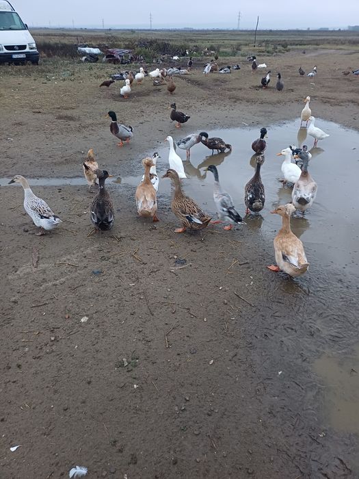 Vând rate și gaste