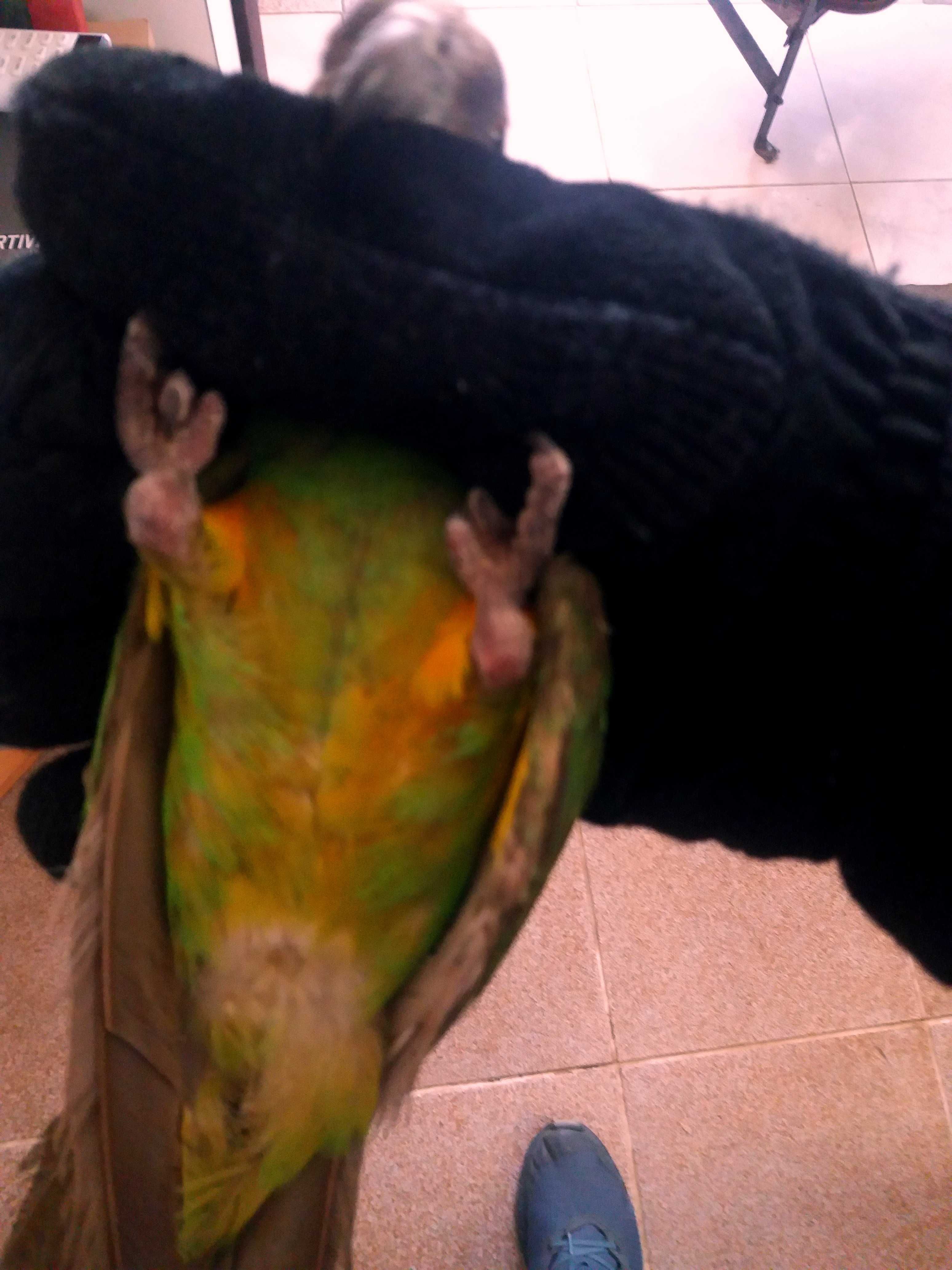 Сенегалски папагали-чифт