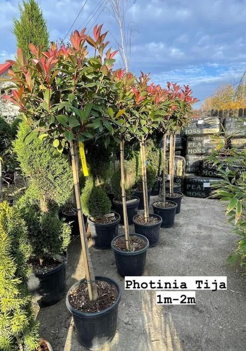Plante oranemnatale photinia leylandi grandiflora artar