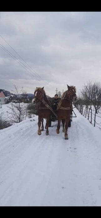 Cal de vânzare sau schimb