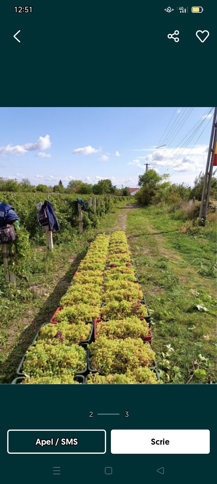 Struguri de vin feteasca regala resling galbena odobesti