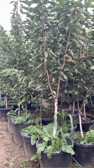 Pomi fructiferi pe Rod/ pomi la ghiveci