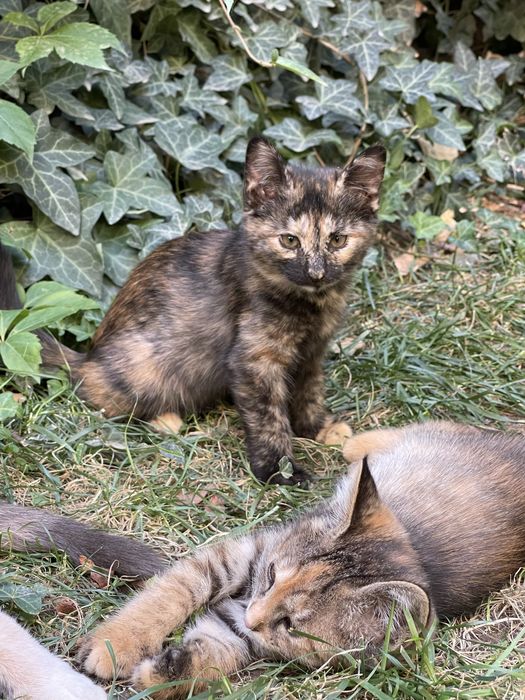 Отдам котят бесплатно в добрые руки (2 девочки)
