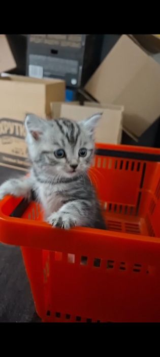 Продам шотладнца