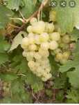 Vand struguri de vin