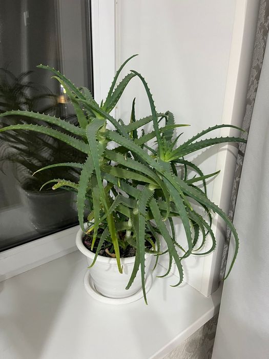 Продам большой куст Алоэ