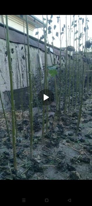 Pavloniya daraxtlari sotiladi 250-280tacha