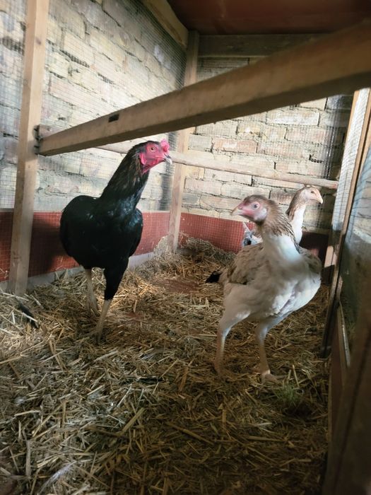 Срочно продаётся хорошие здоровье куры