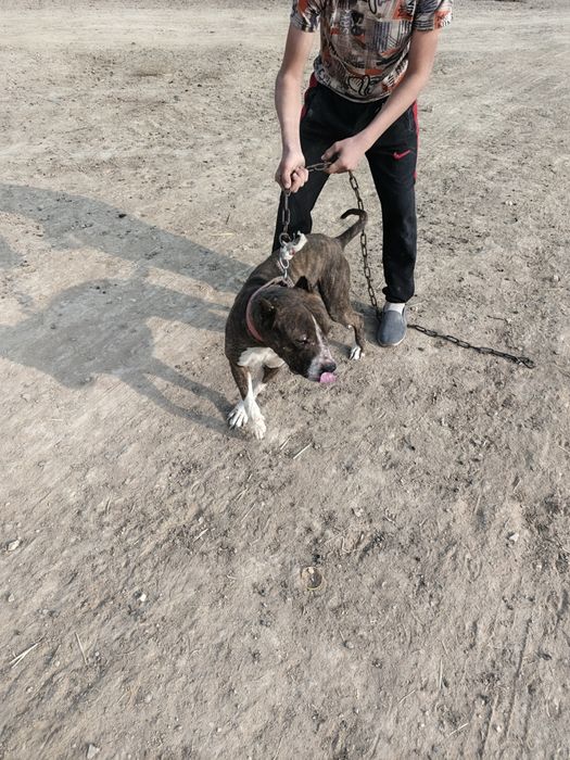 Pitbul kuchuk sotiladi