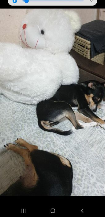 БЕСПЛАТНО , в добрые , хорошие руки