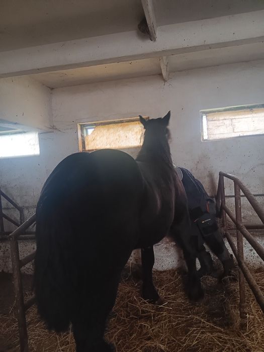 Vând iapa Percheron