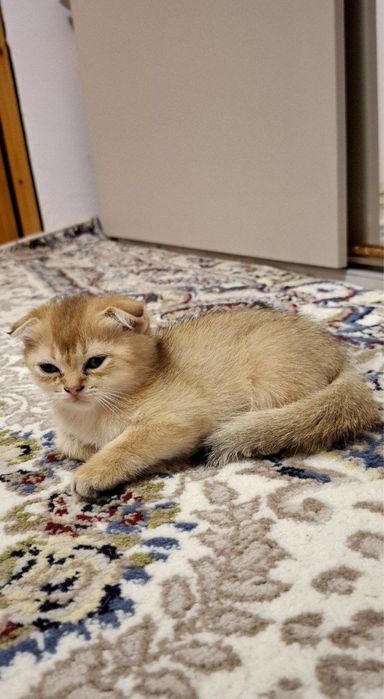 Скотиш фолд золотая шиншилла