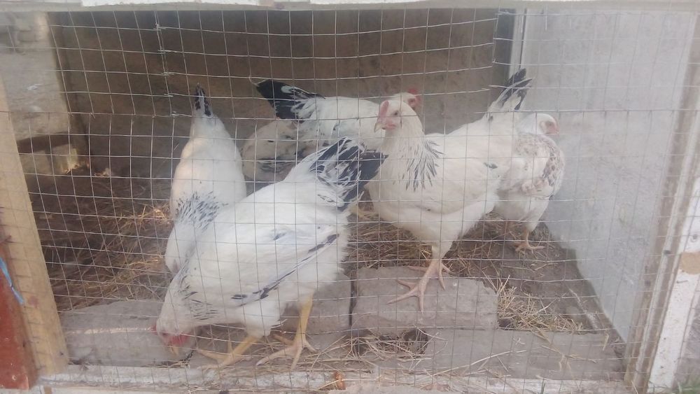 Adler tovuq sotiladi