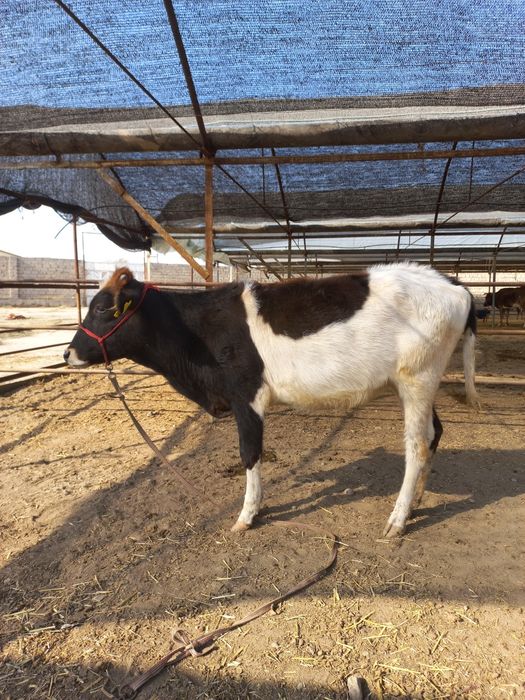 Гунажин сотилади