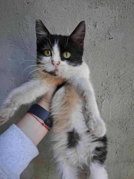 2-месечната Коти от Враца търси дом